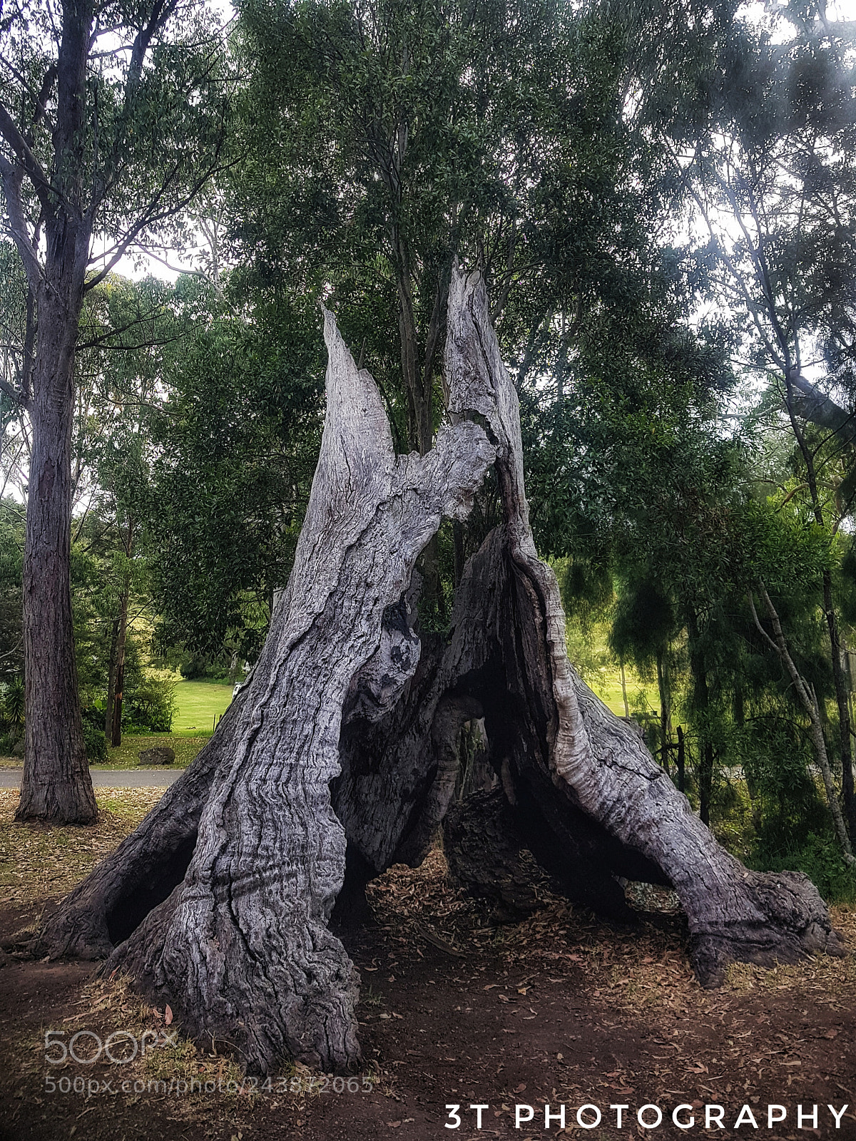 Samsung Galaxy S8+ sample photo. Nice trunk photography