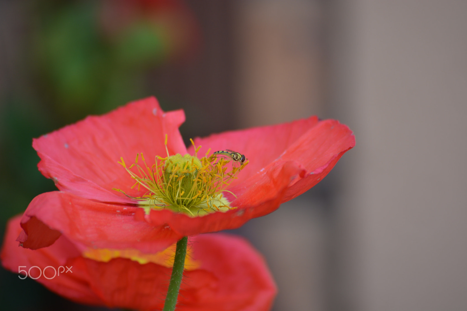 Nikon D5200 + Nikon AF-S DX Nikkor 55-200mm F4-5.6G VR II sample photo. Love south africa photography