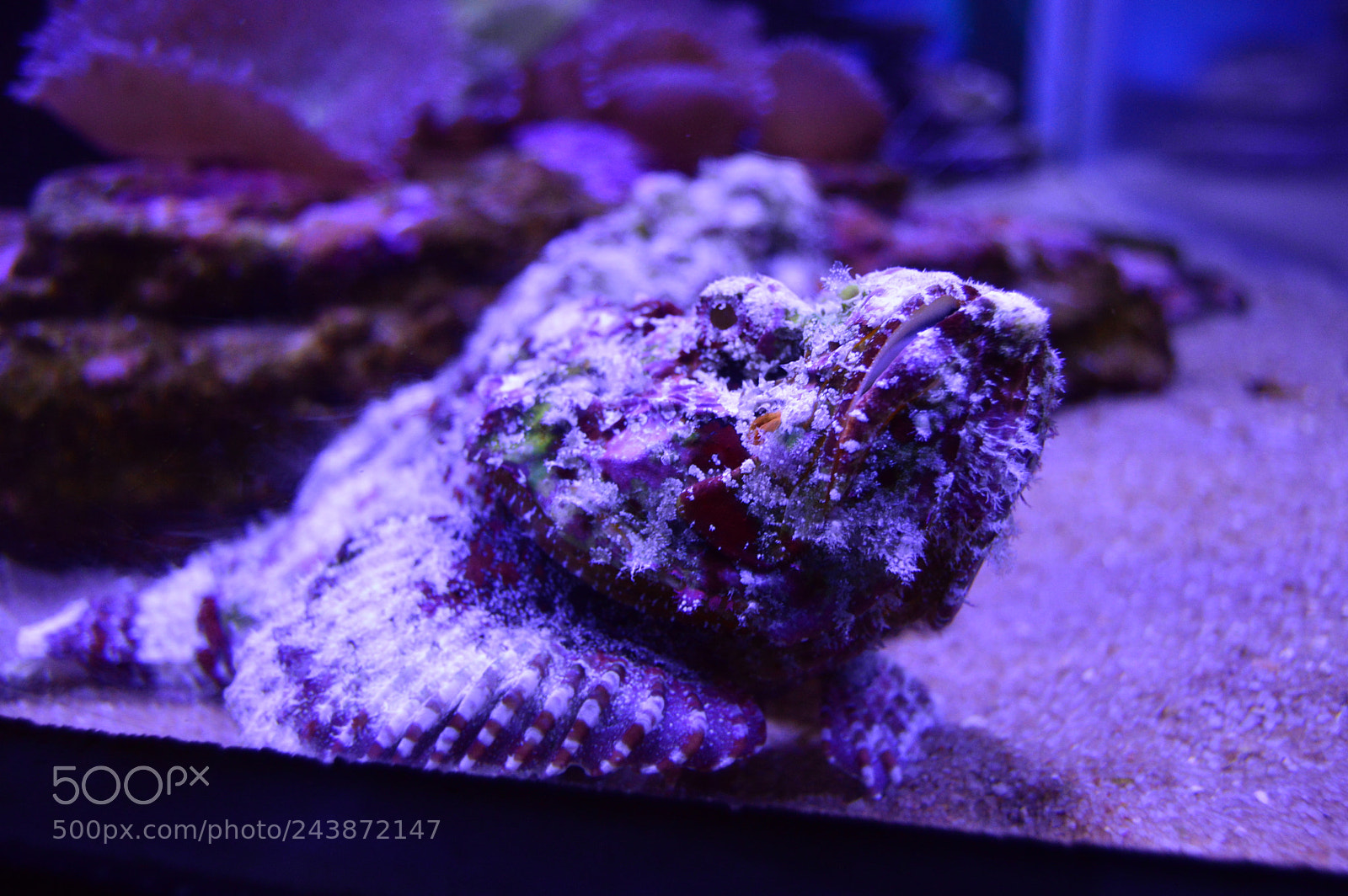 Nikon D3200 sample photo. Amazing underwater life photography