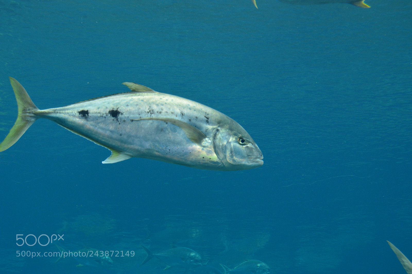 Nikon D3200 sample photo. Amazing underwater life photography