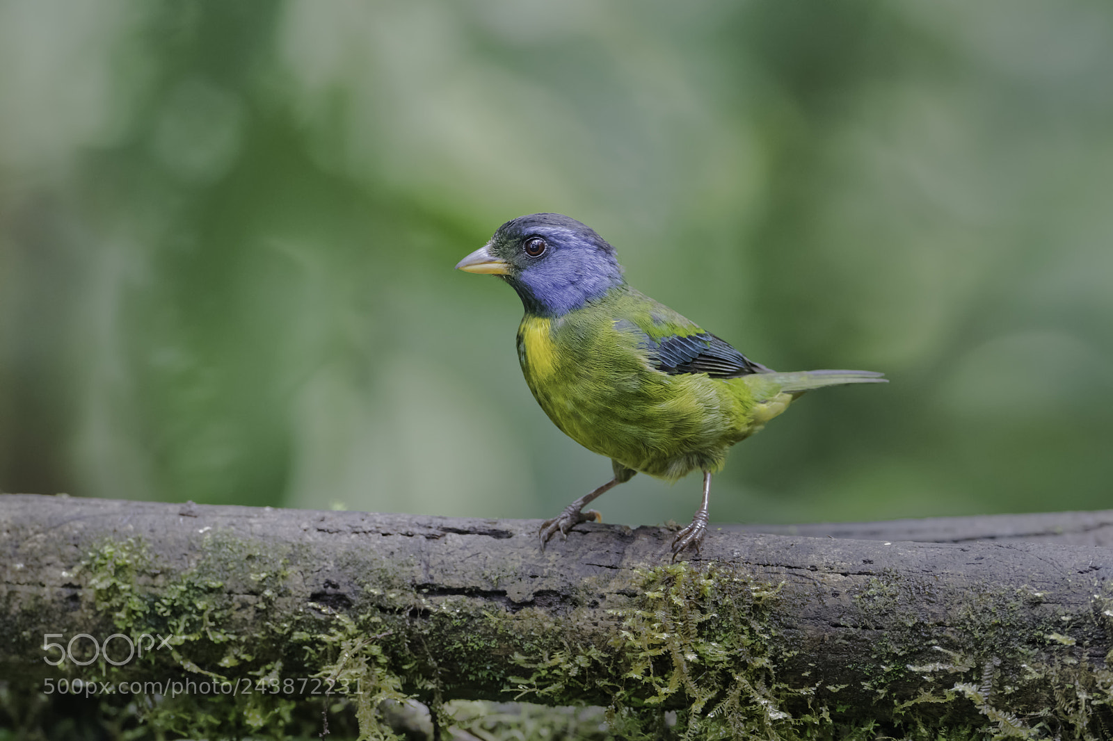 Nikon D850 sample photo. Moss backed tanager photography