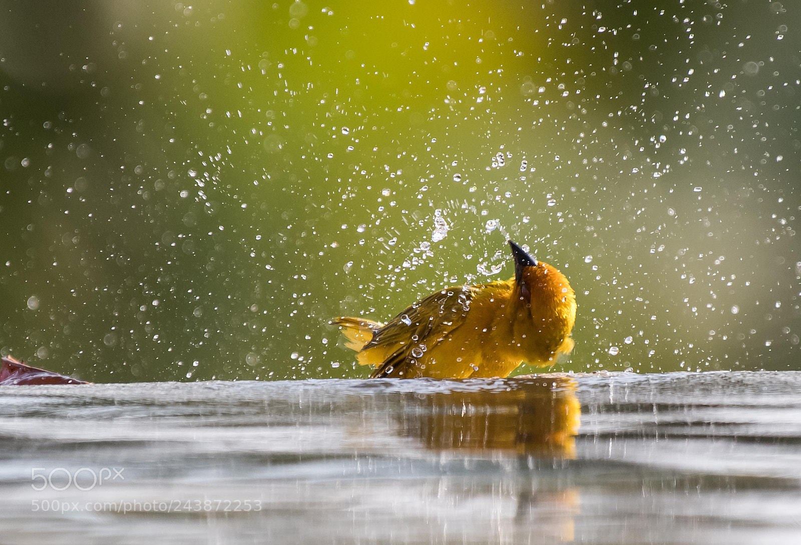 Nikon D5 sample photo. Golden weaver photography