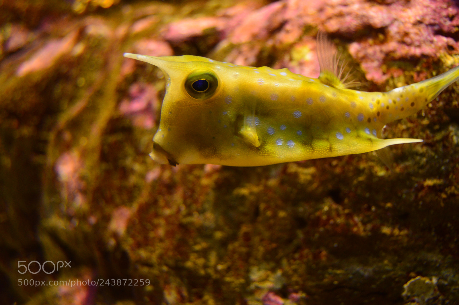 Nikon D3200 sample photo. Amazing underwater life photography