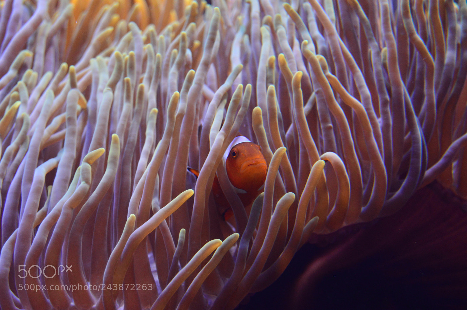 Nikon D3200 sample photo. Amazing underwater life photography