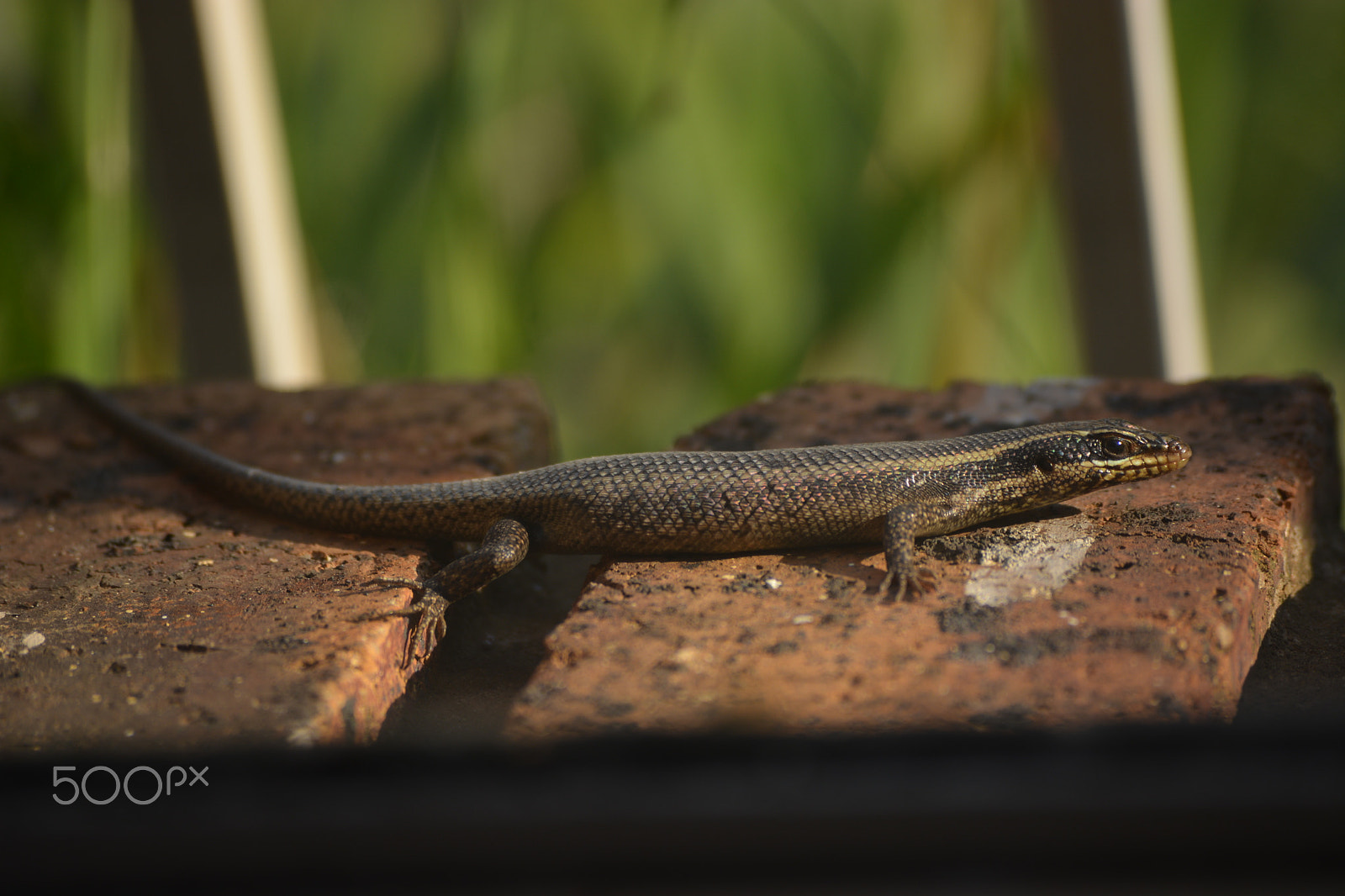 Nikon D5200 + Nikon AF-S DX Nikkor 55-200mm F4-5.6G VR II sample photo. Love south africa photography