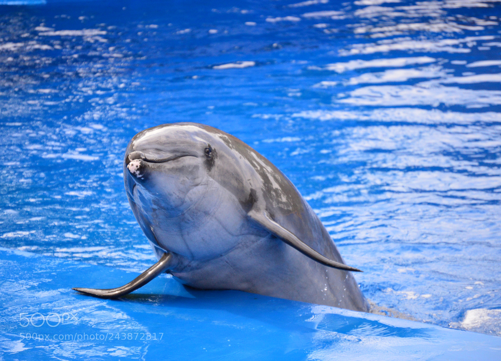 Nikon D3200 sample photo. Amazing underwater life photography
