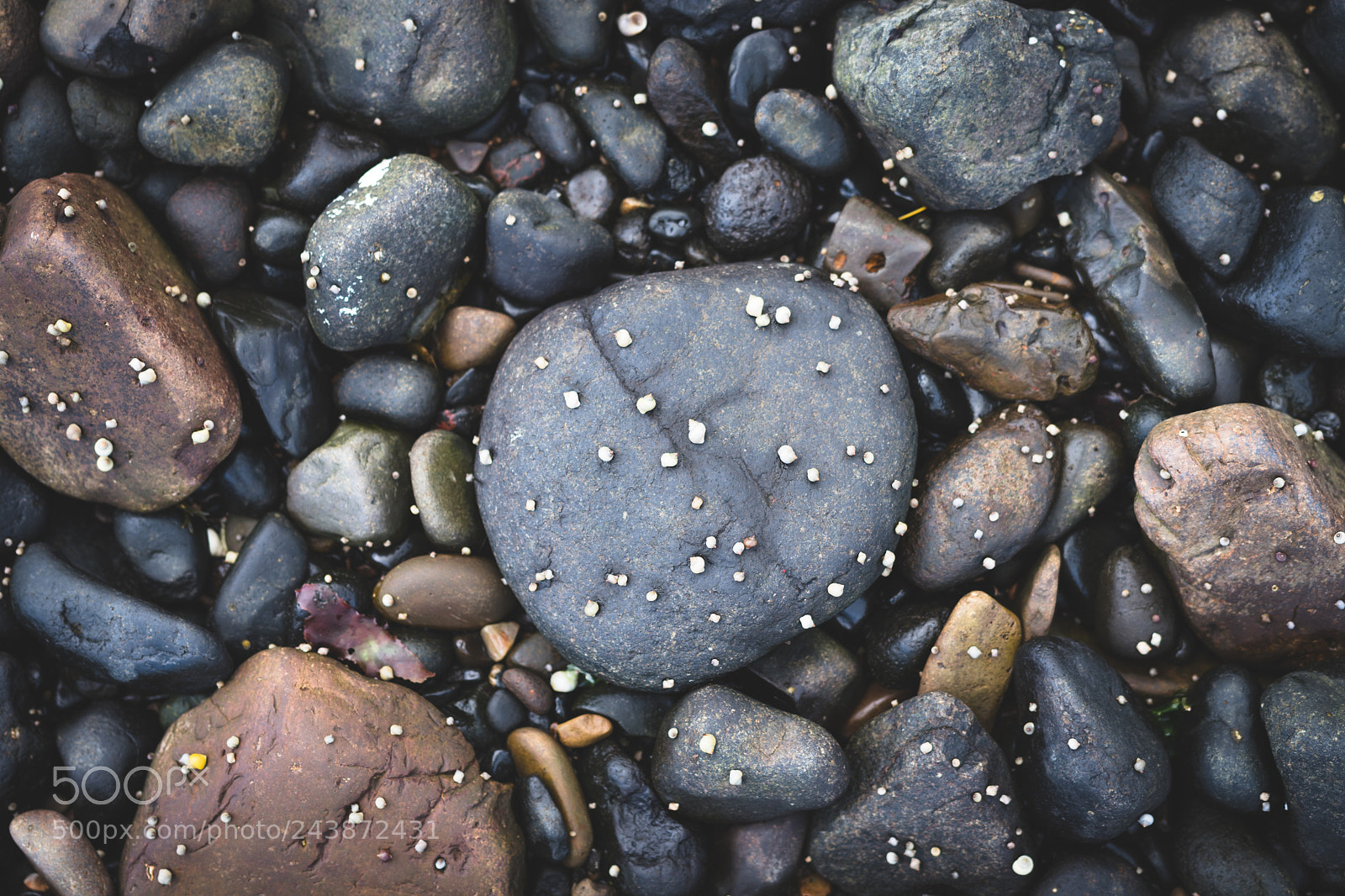 Nikon D7500 sample photo. Stones and shells photography