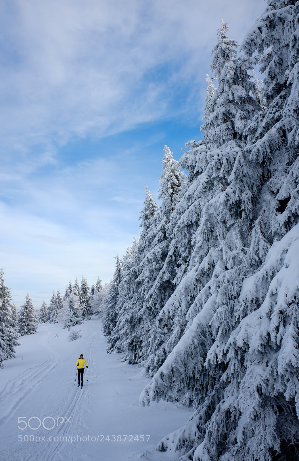 Fujifilm X70 sample photo. Trees and skier photography