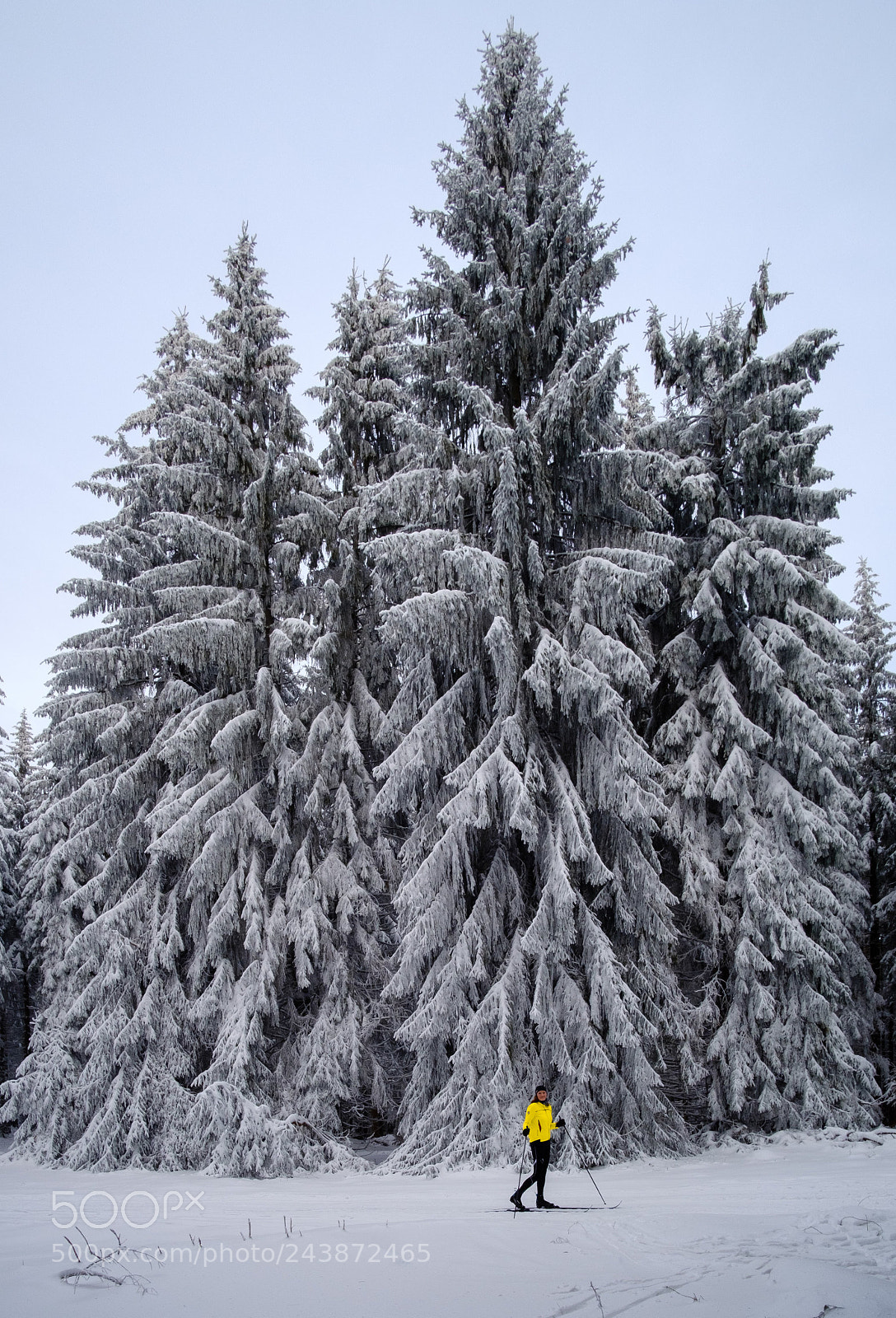 Fujifilm X-T2 sample photo. Trees and skier photography