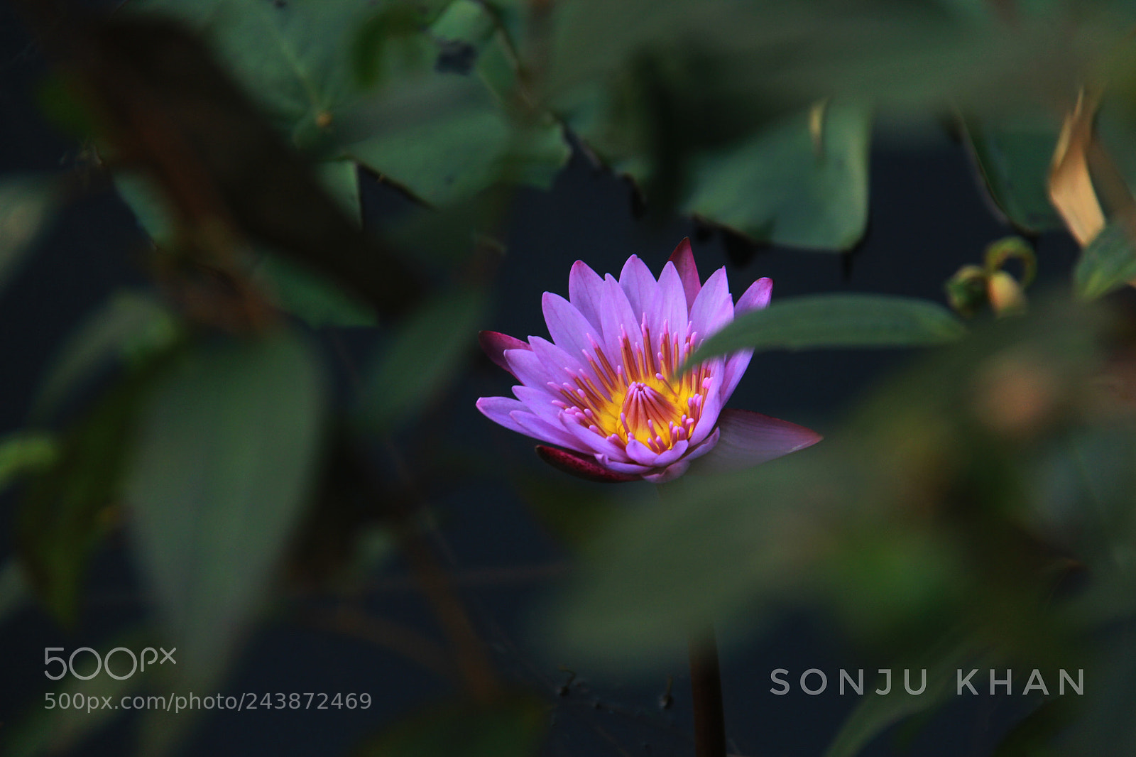 Canon EOS 60D sample photo. Untitled photography