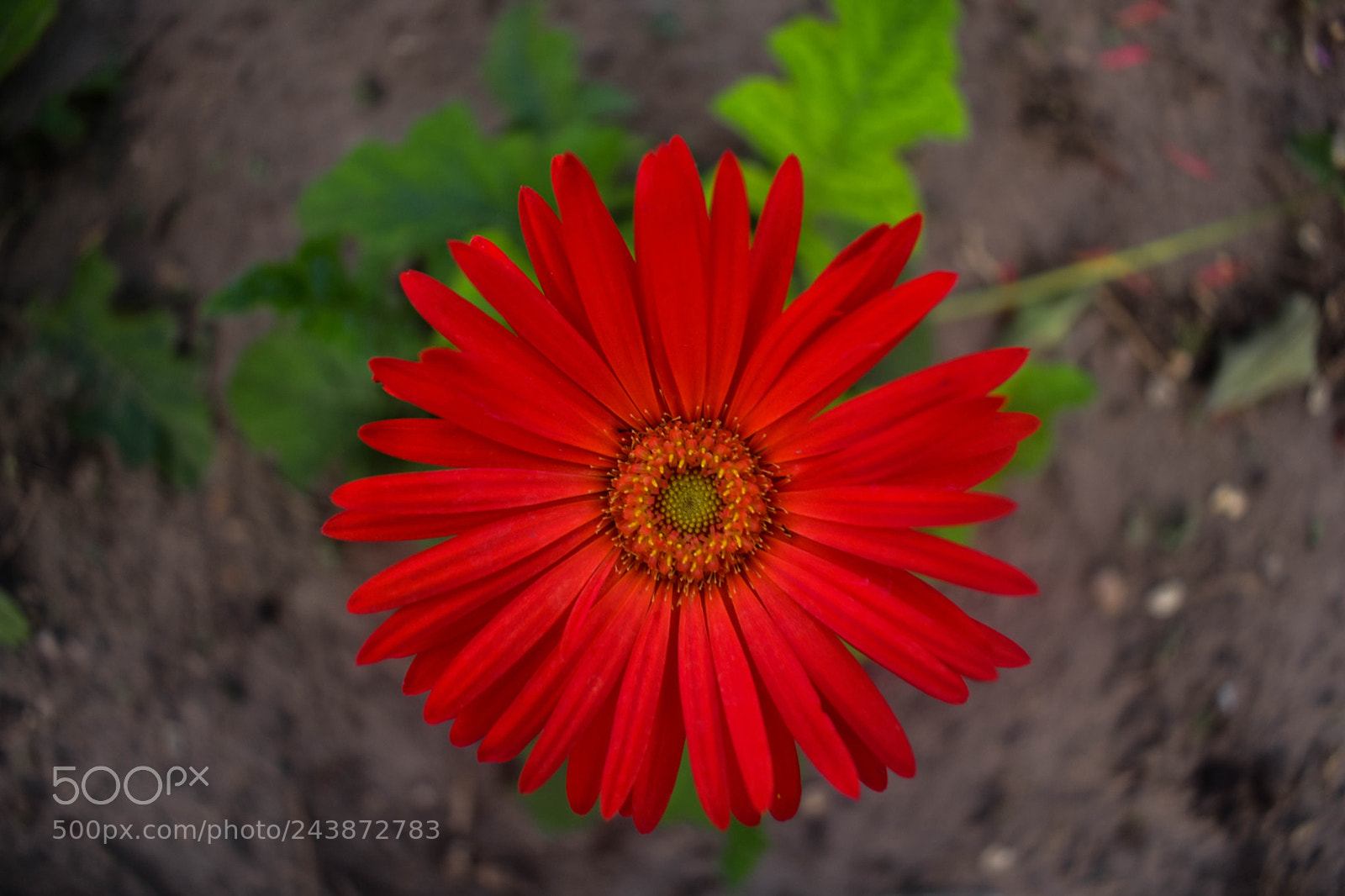 Nikon D3400 sample photo. Red photography