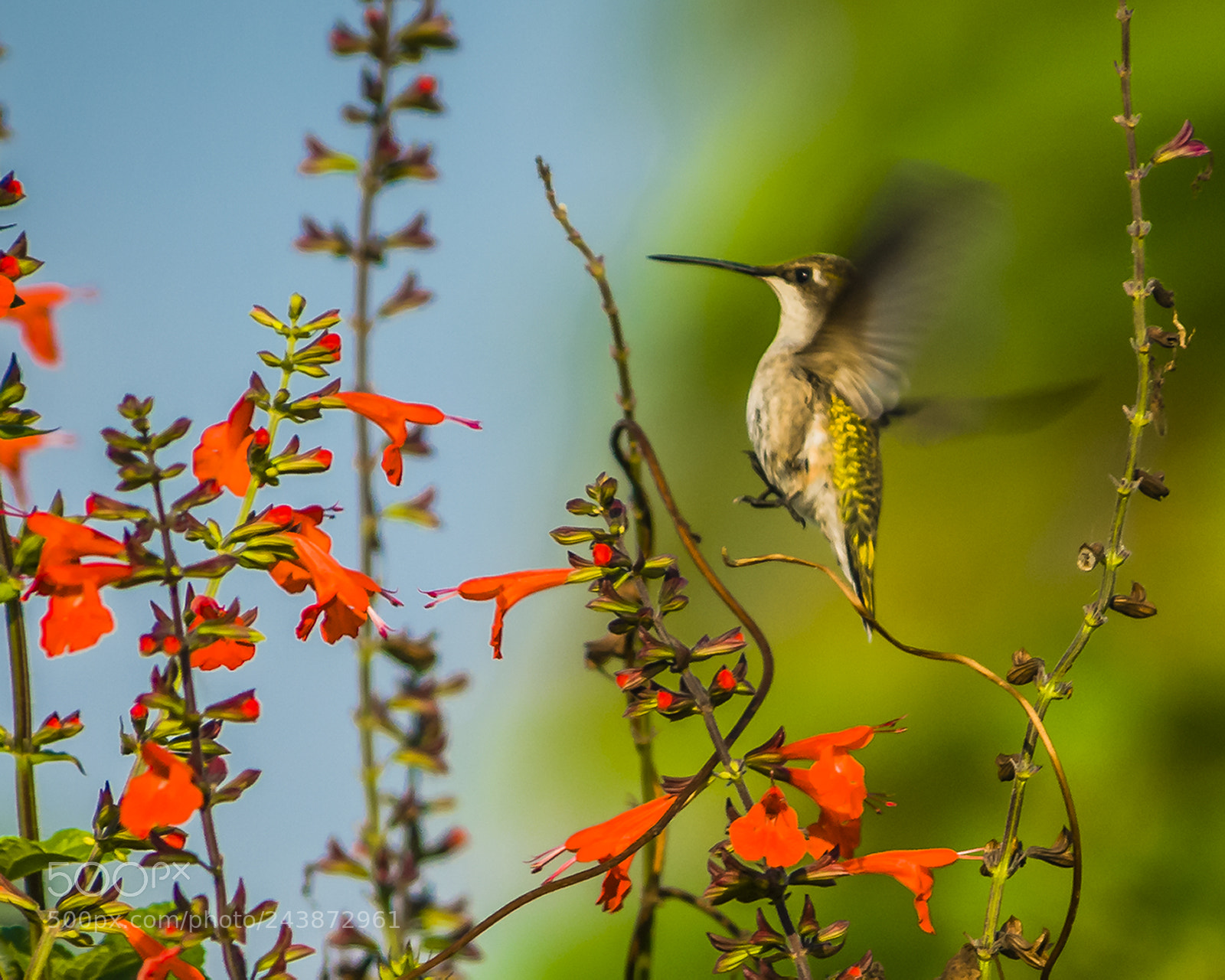 Nikon D200 sample photo. In flight photography