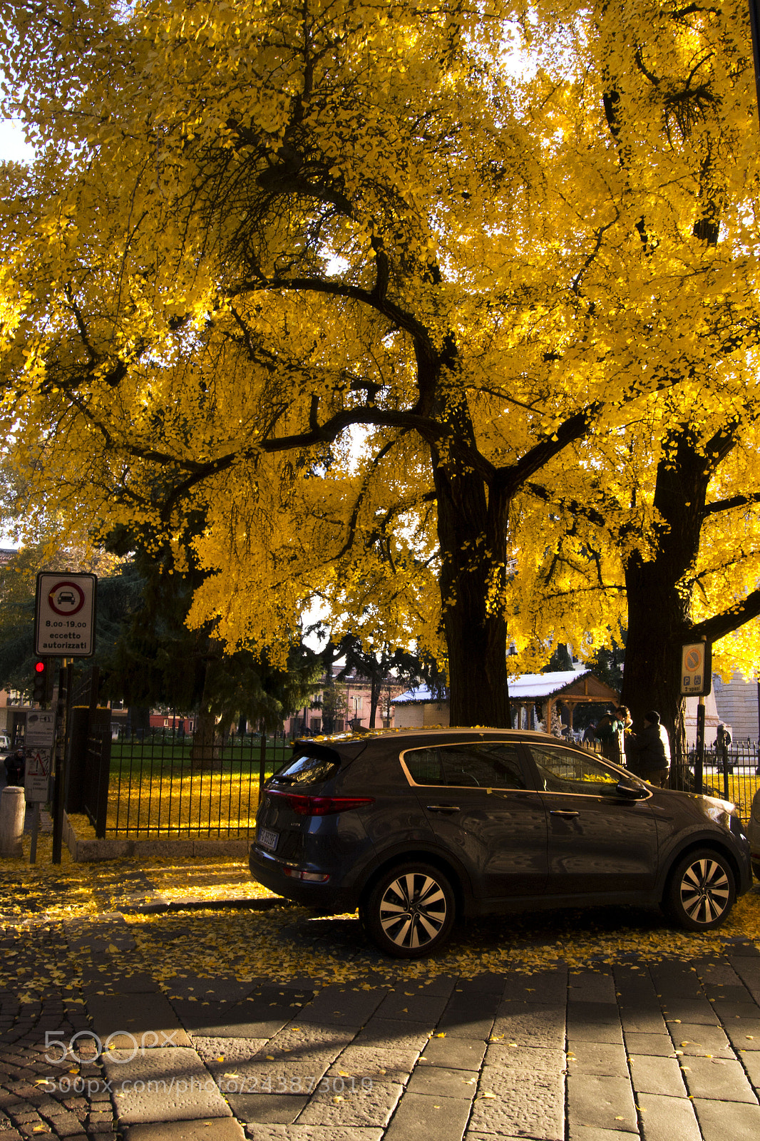 Nikon D3100 sample photo. Yellow photography