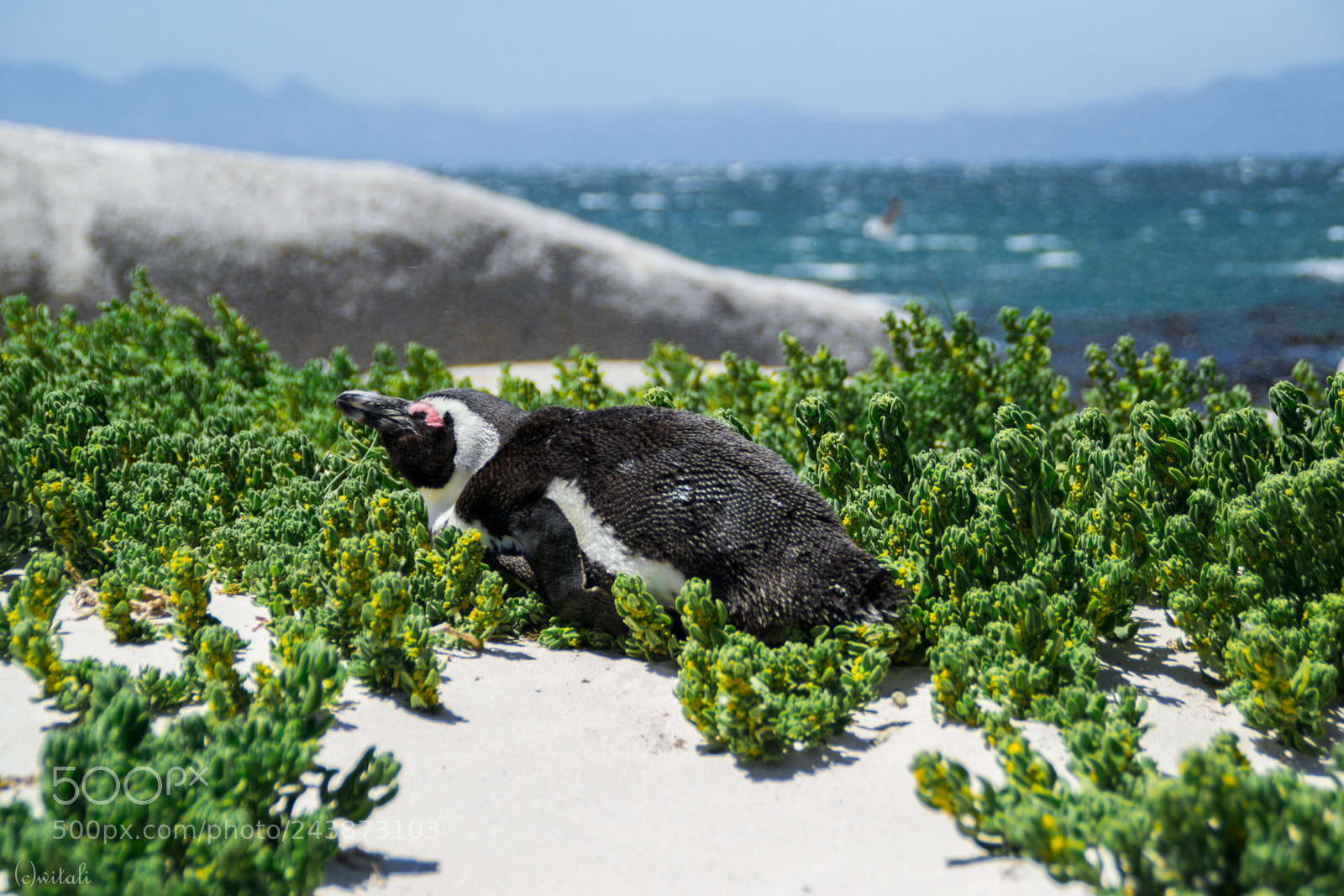 Nikon D3100 sample photo. Pinguin chilling photography