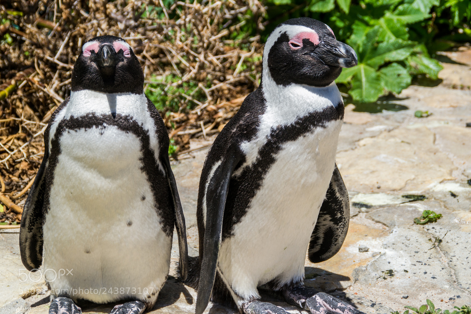 Nikon D3100 sample photo. Bf pinguin photography
