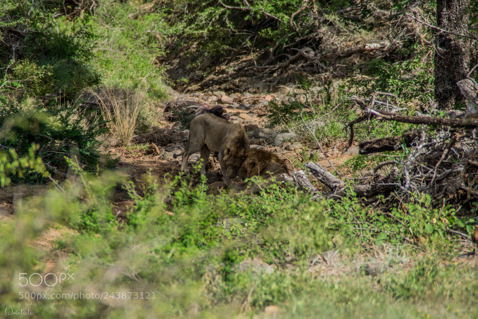 Nikon D3100 sample photo. Lions cuddling photography