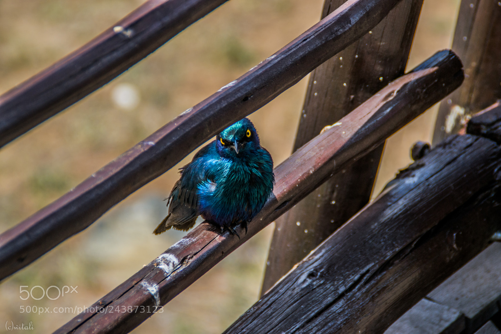 Nikon D3100 sample photo. Fancy bird photography