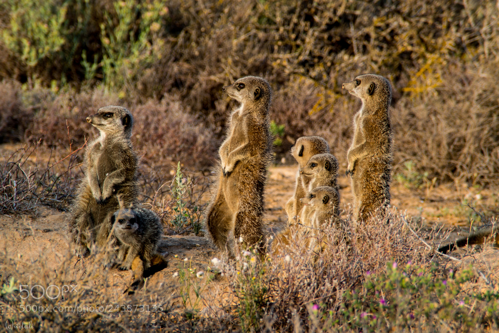 Nikon D3100 sample photo. Meerkats photography