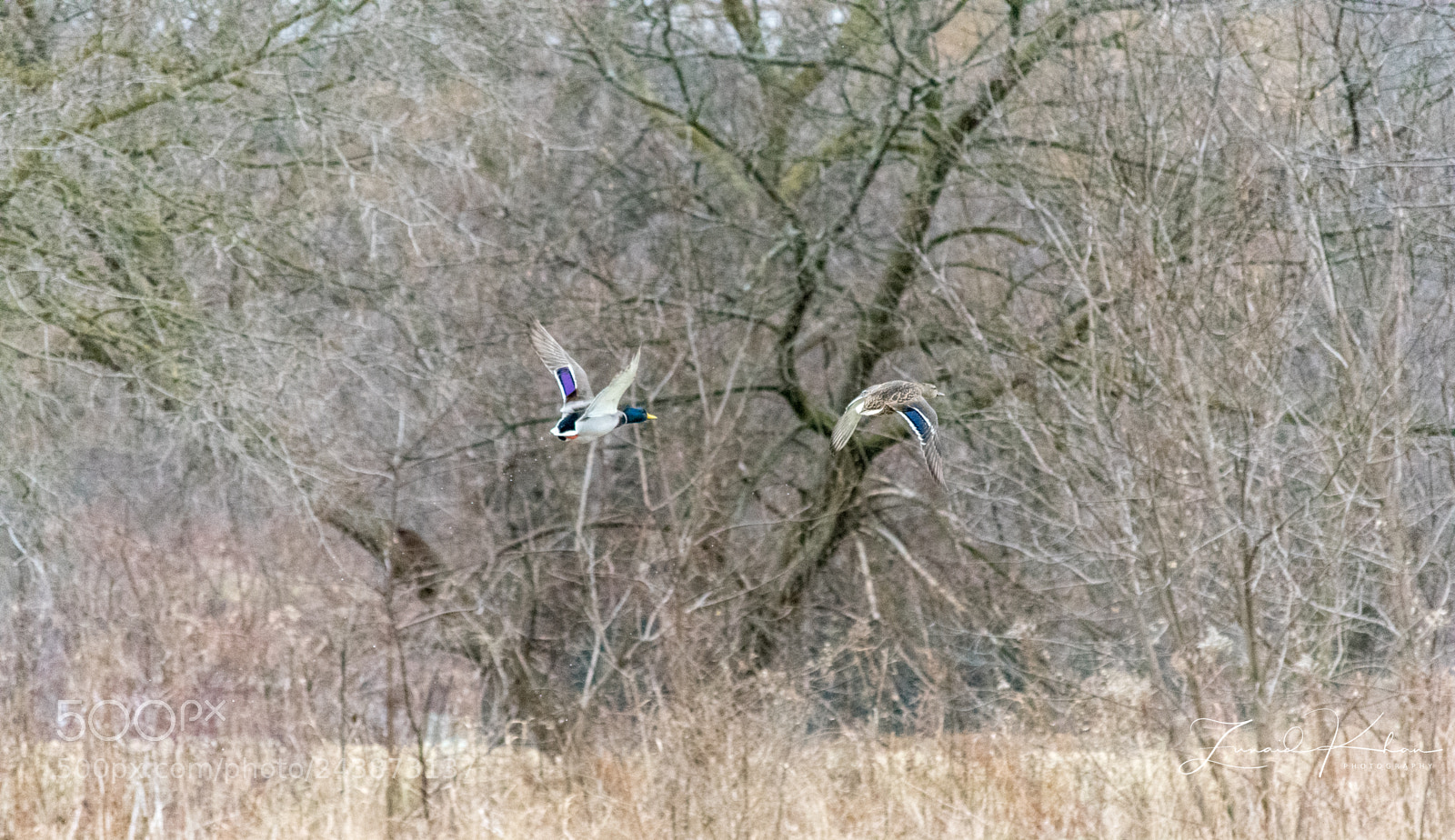 Nikon D3400 sample photo. Mallards in flight photography