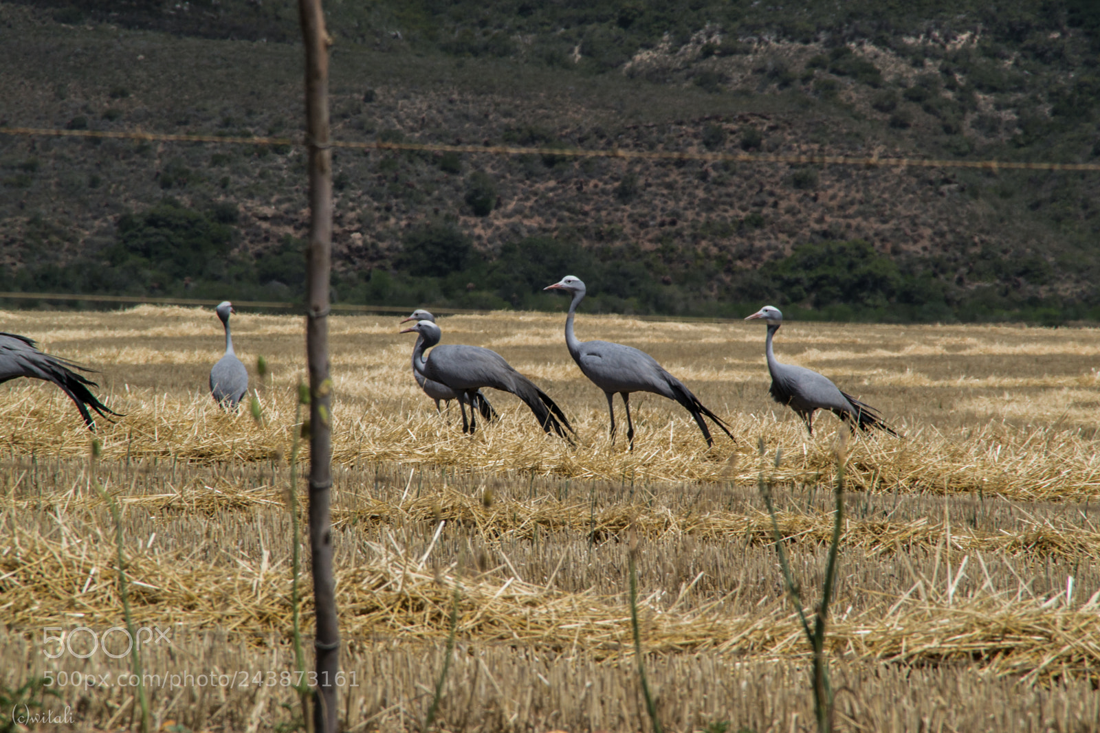 Nikon D3100 sample photo. Paradise crane photography