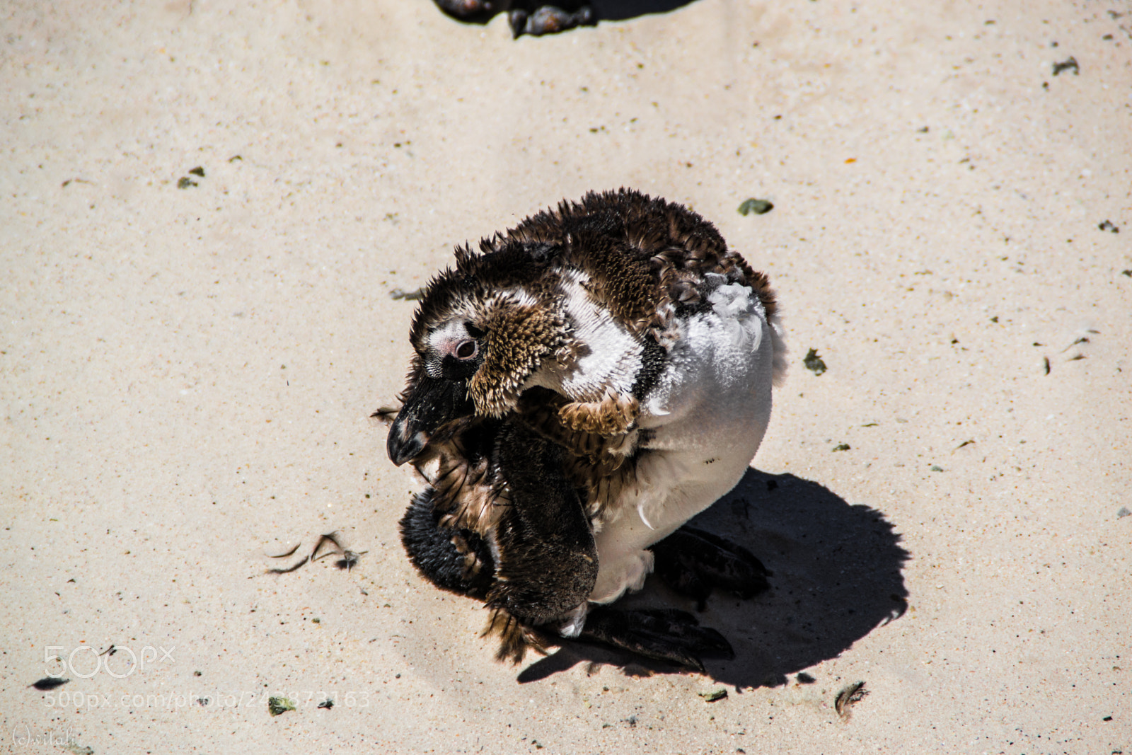Nikon D3100 sample photo. Pinguin gettin plucked photography