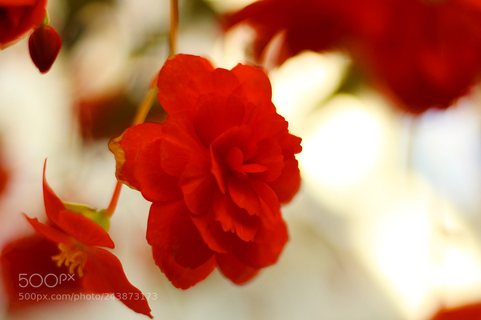 Canon EOS 100D (EOS Rebel SL1 / EOS Kiss X7) sample photo. Red photography