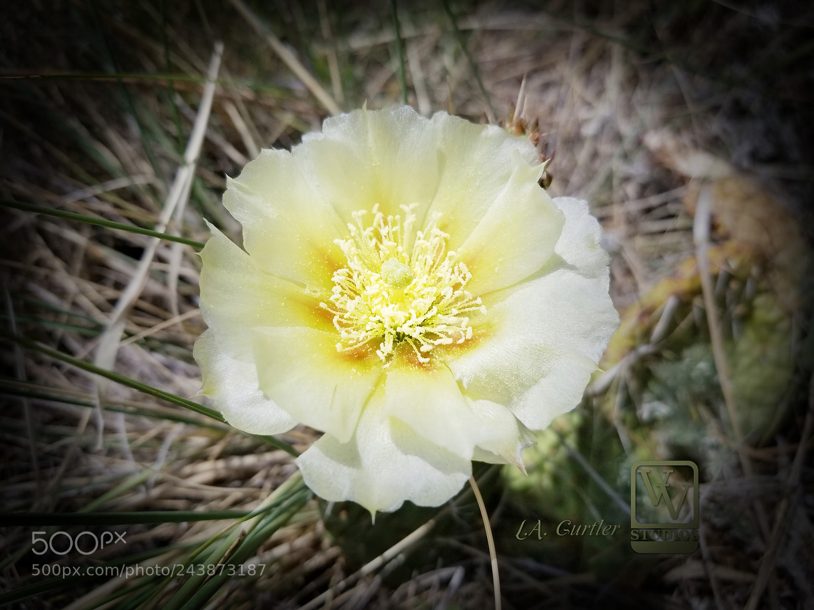 Samsung Galaxy S8 sample photo. Prickly pear cactus blossom photography