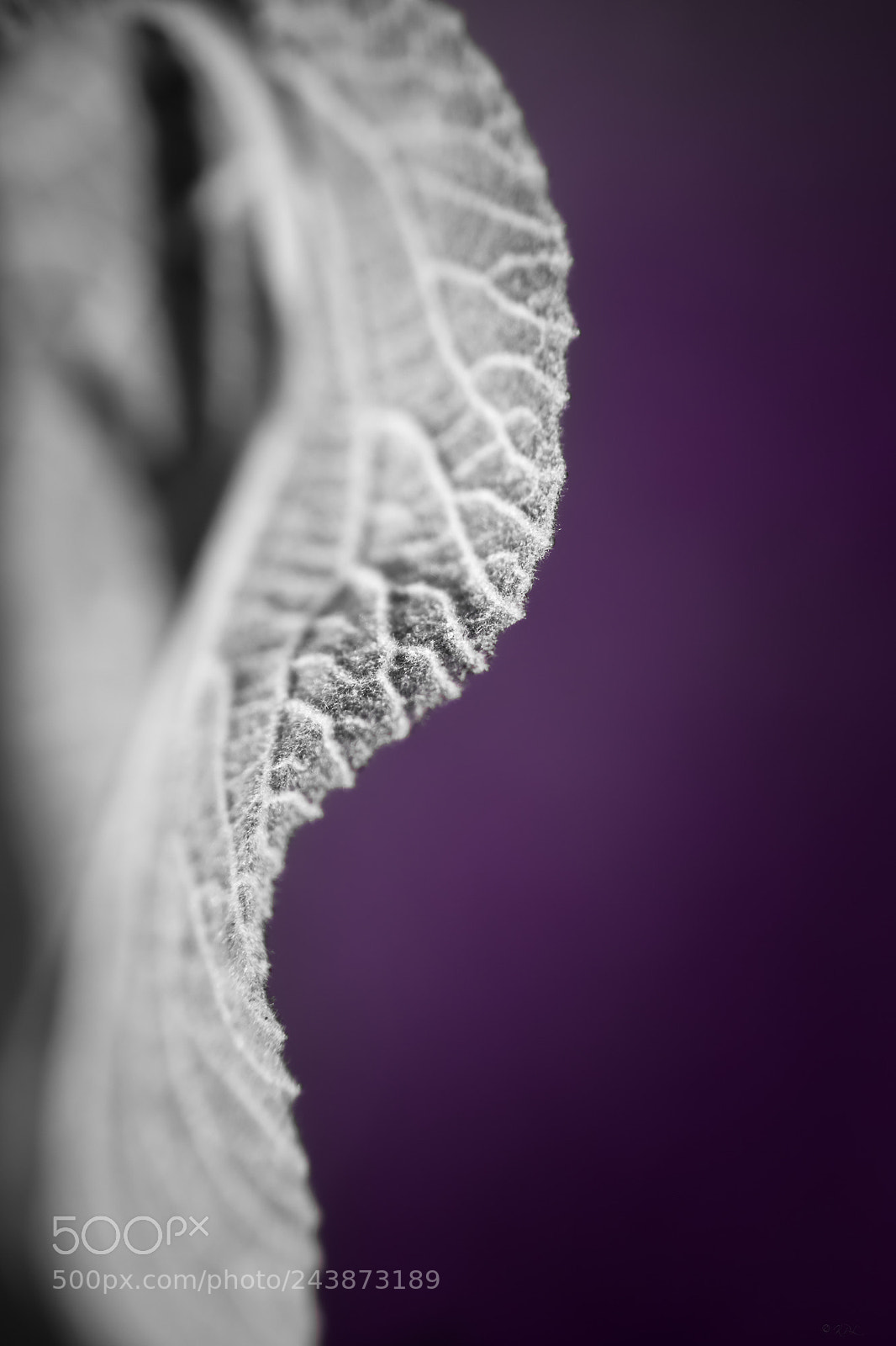 Sony SLT-A77 sample photo. Curves and veins photography