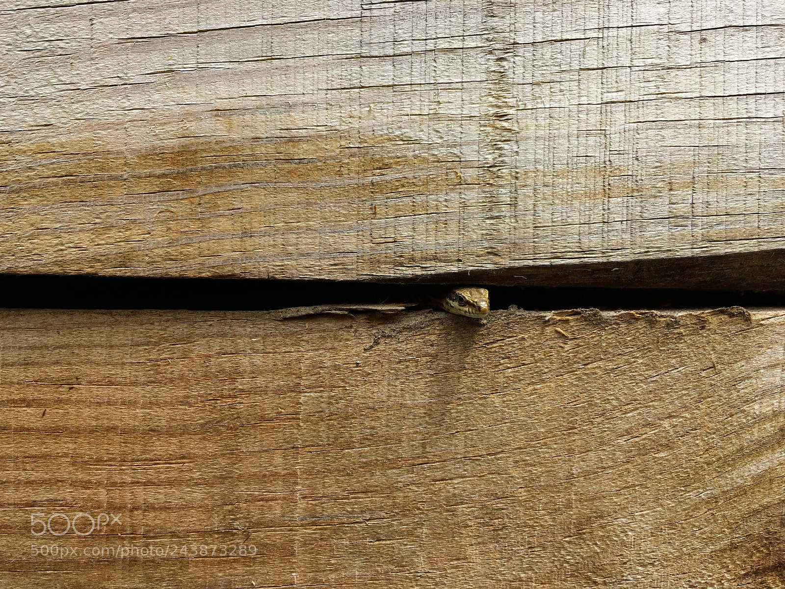 Apple iPhone SE sample photo. Wooden lizzard photography