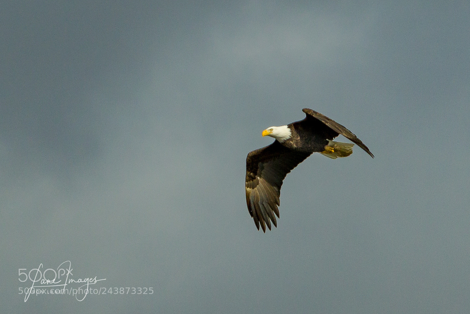 Canon EOS 7D Mark II sample photo. Bald eagle. photography