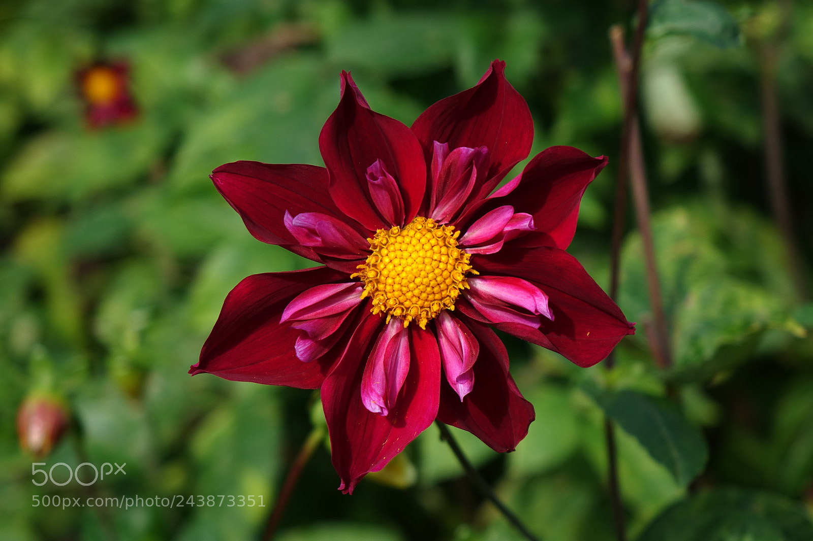 Sony Cyber-shot DSC-RX10 sample photo. Flower 002 - botanical garden photography