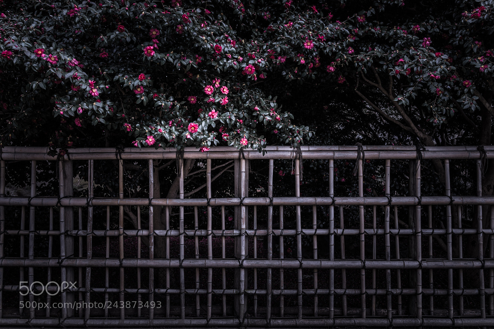 Sony Cyber-shot DSC-RX1R sample photo. Camellia photography