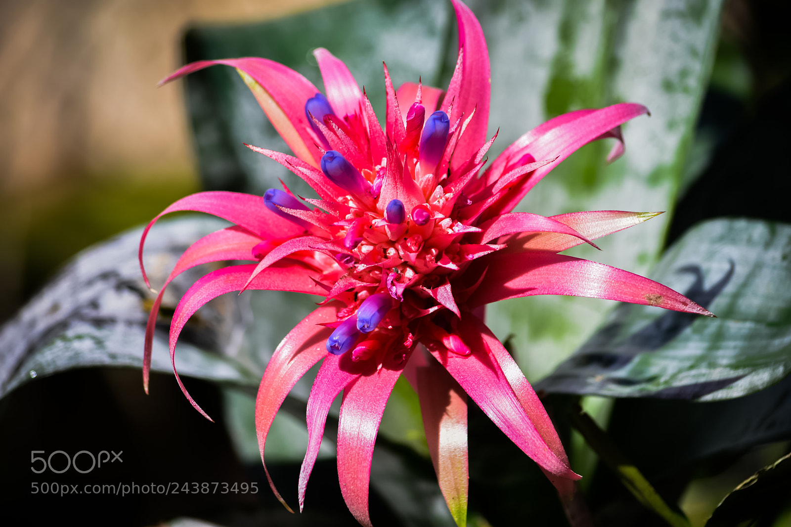 Nikon D7200 sample photo. Big color photography