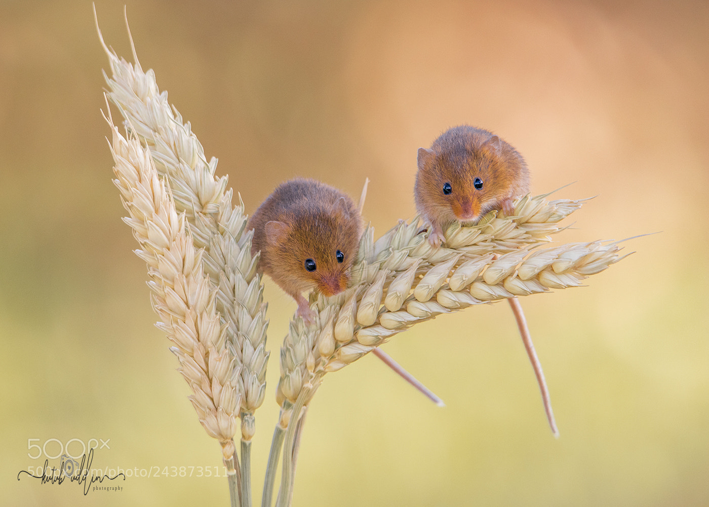 Canon EOS 7D Mark II sample photo. Harvest mice photography