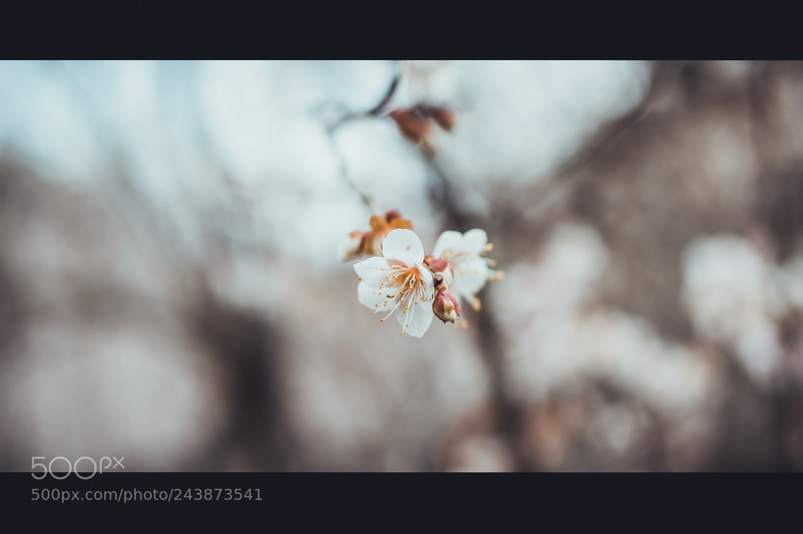 Pentax K-3 sample photo. Springtime photography