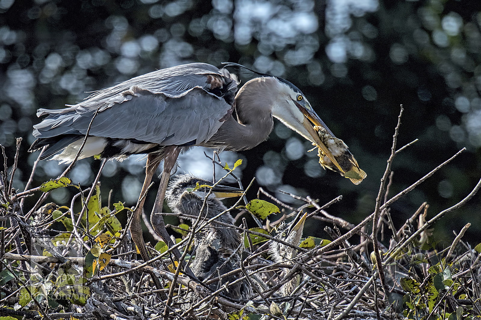 Nikon D810 sample photo. Lunch time photography
