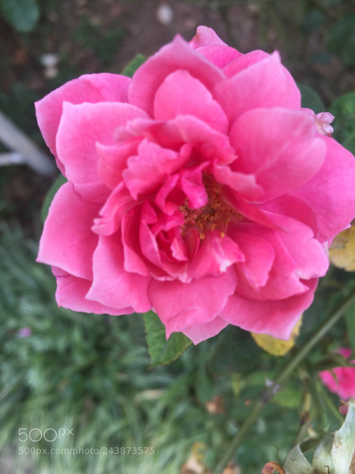 Apple iPhone 6 sample photo. Untitled photography