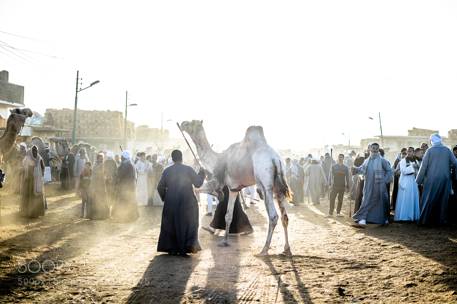 Nikon D5500 sample photo. Camel market entrance photography