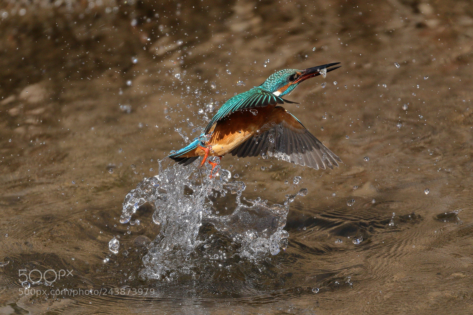 Canon EOS 7D Mark II sample photo. Kingfisher 8486 photography