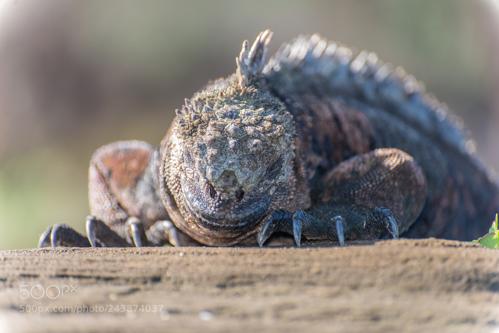 Nikon D610 sample photo. I've got my eye photography