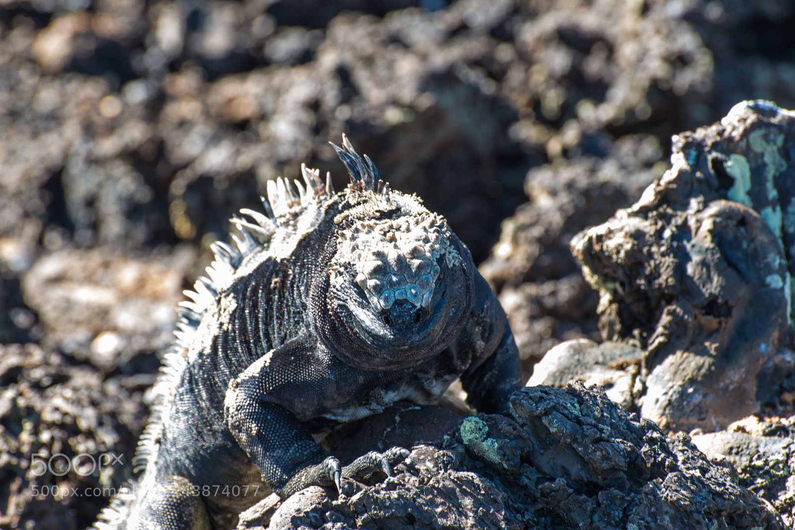 Nikon D610 sample photo. This is my rock! photography