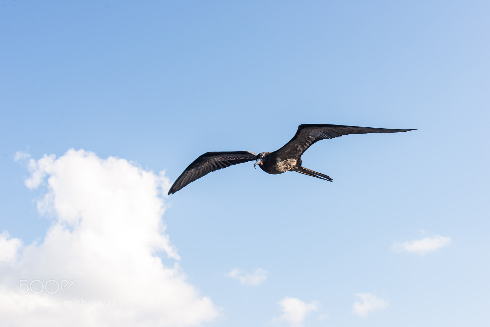 Nikon D610 sample photo. Young male figate bird photography