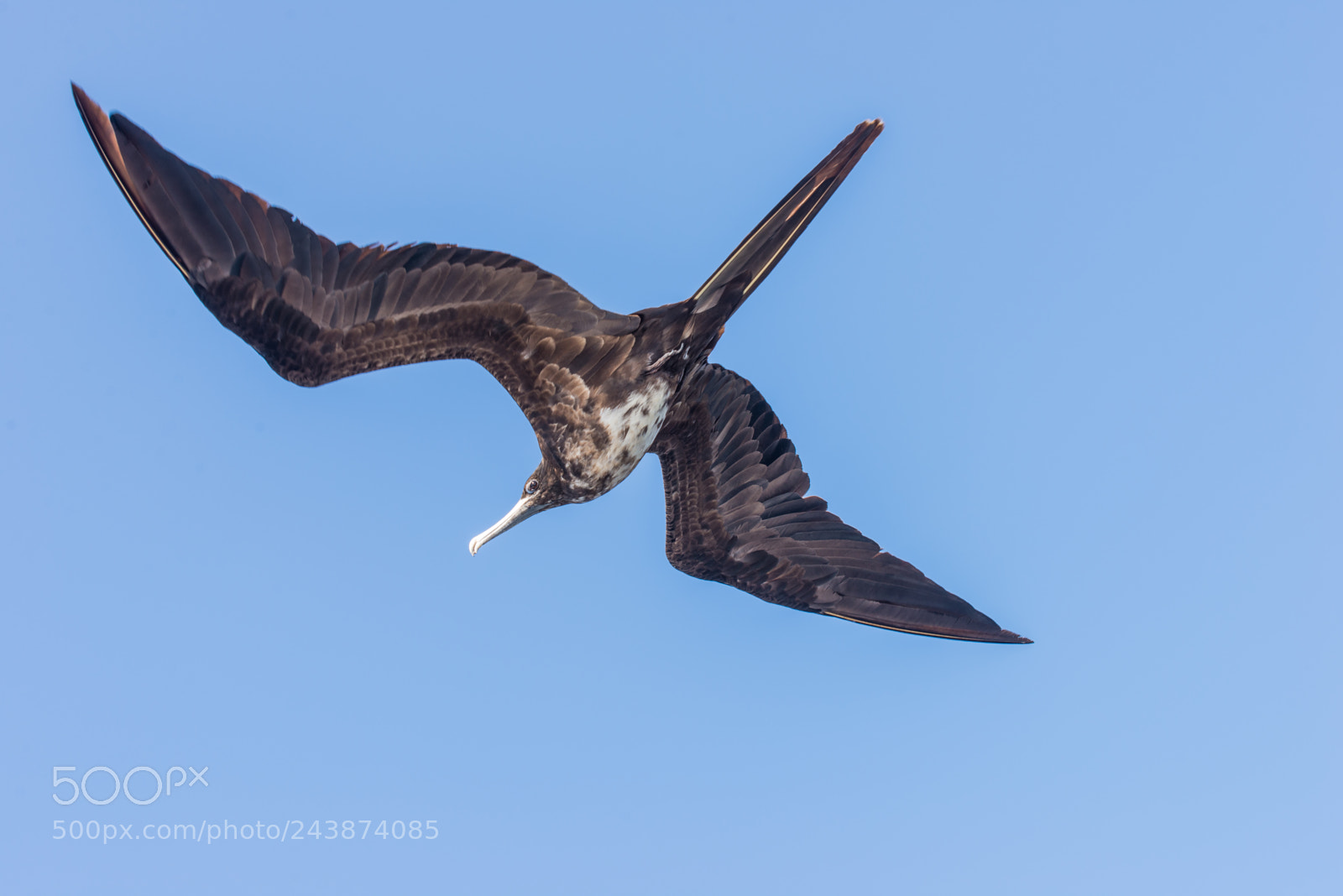 Nikon D610 sample photo. Young female frigate bird photography