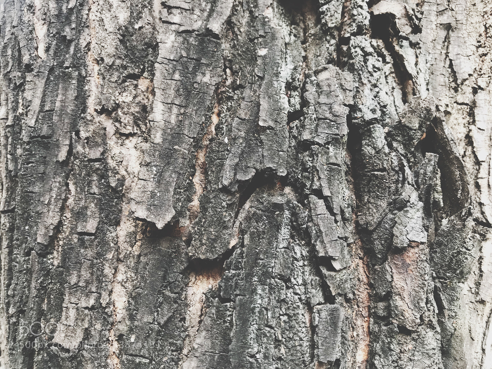 Apple iPhone 7 sample photo. Bark texture photography