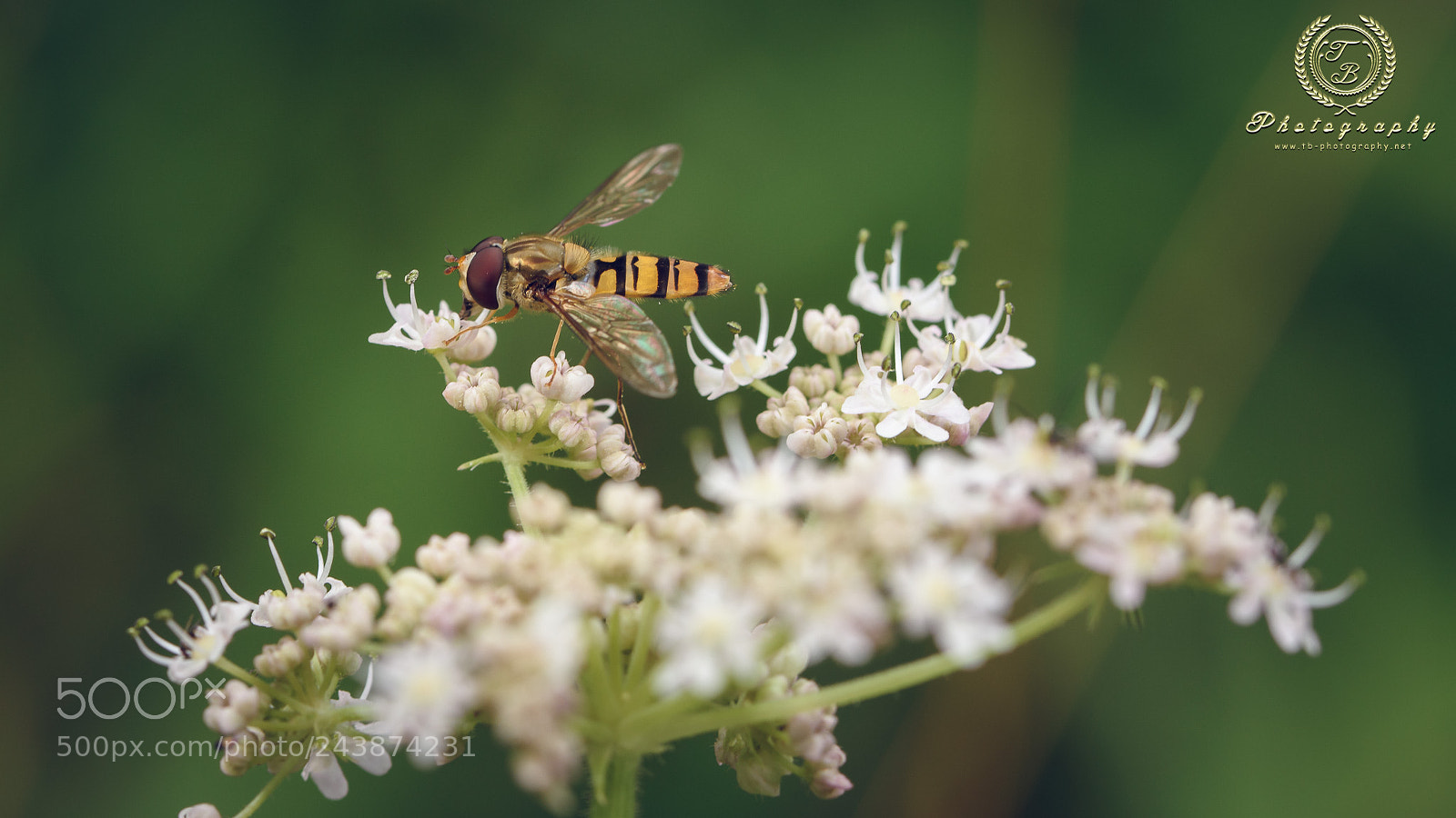 Nikon D7200 sample photo. Schwebfleige auf schafsgabe photography