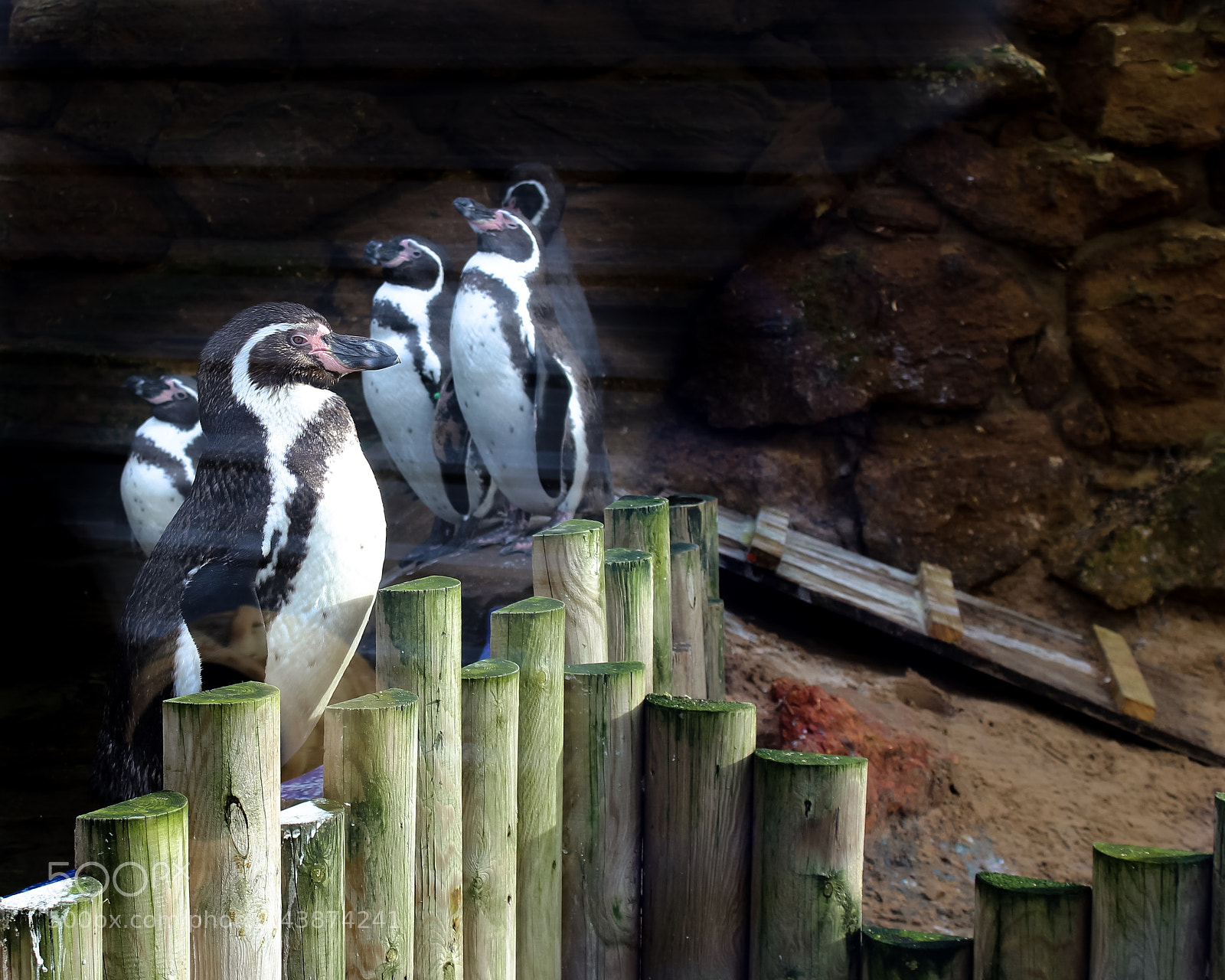 Canon EOS 1300D (EOS Rebel T6 / EOS Kiss X80) sample photo. Penguins photography