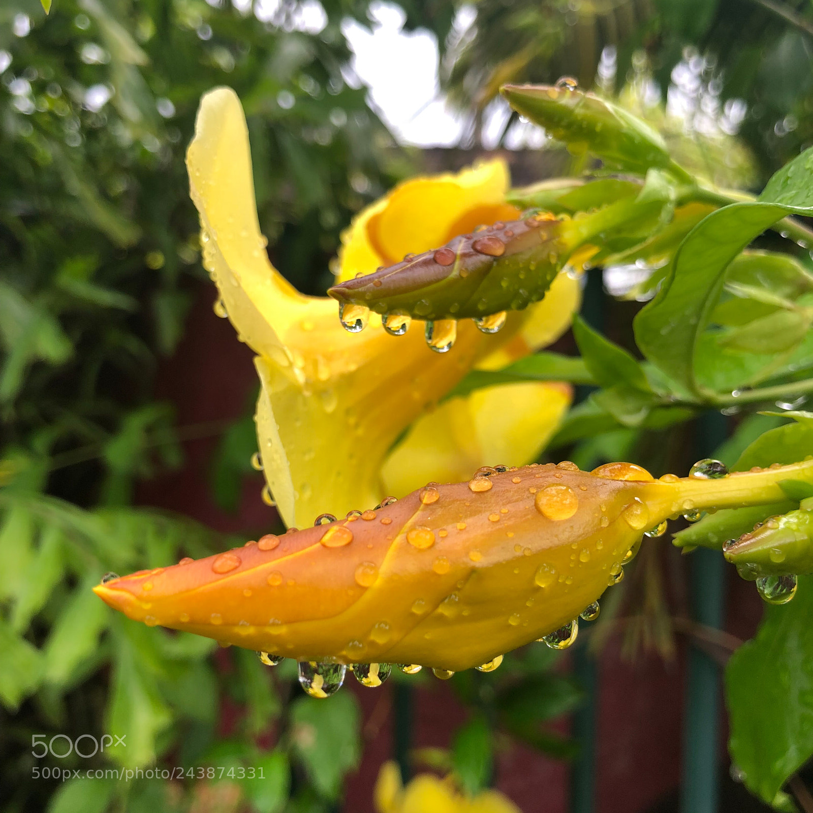 Apple iPhone X sample photo. Dans les jardins de photography