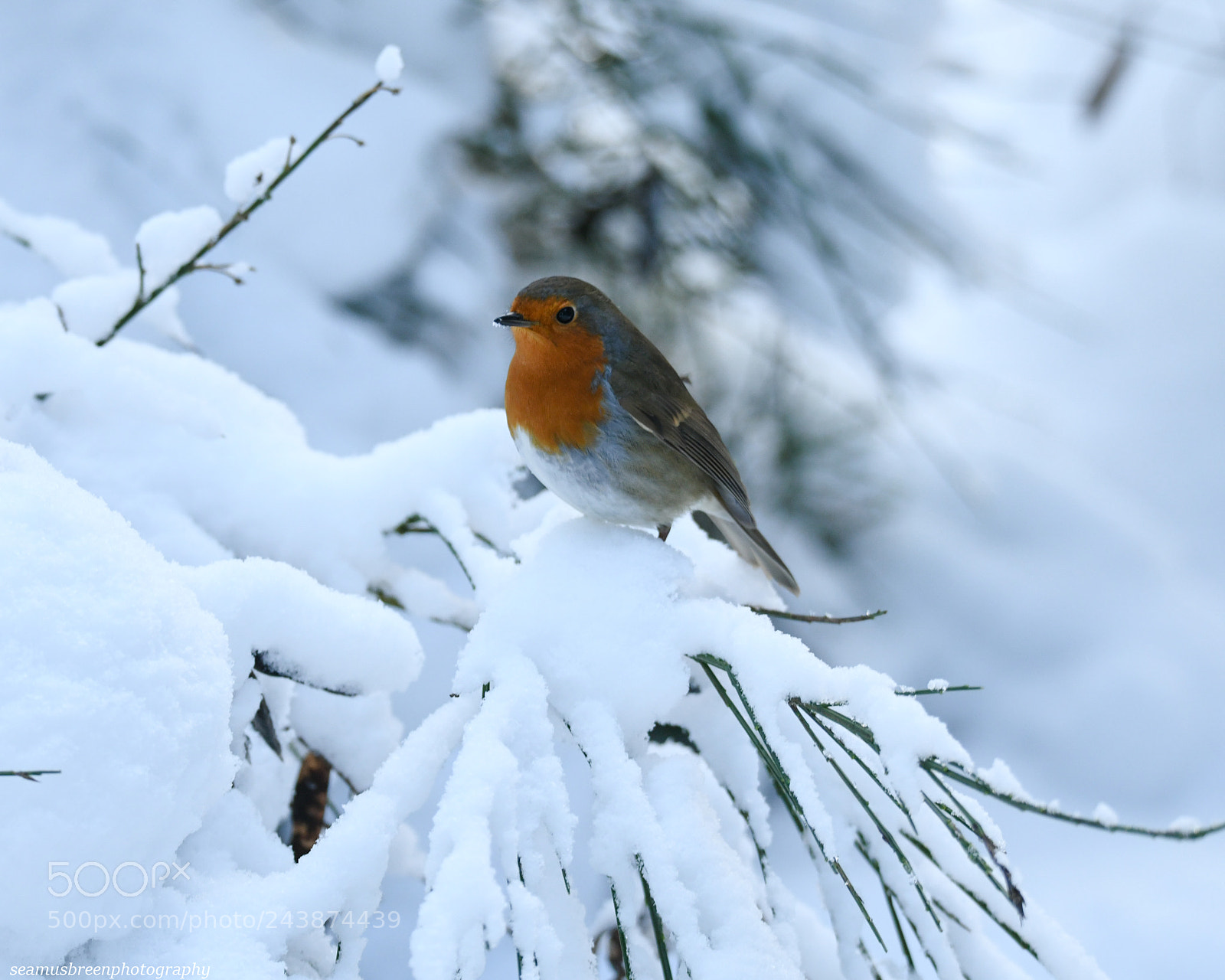 Nikon D850 sample photo. Remember christmas photography