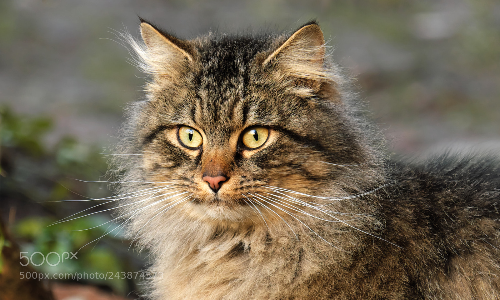 Fujifilm X-T20 sample photo. Fluffy cat photography