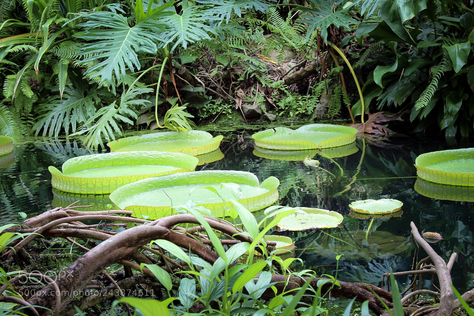 Canon EOS 1300D (EOS Rebel T6 / EOS Kiss X80) sample photo. Pond photography